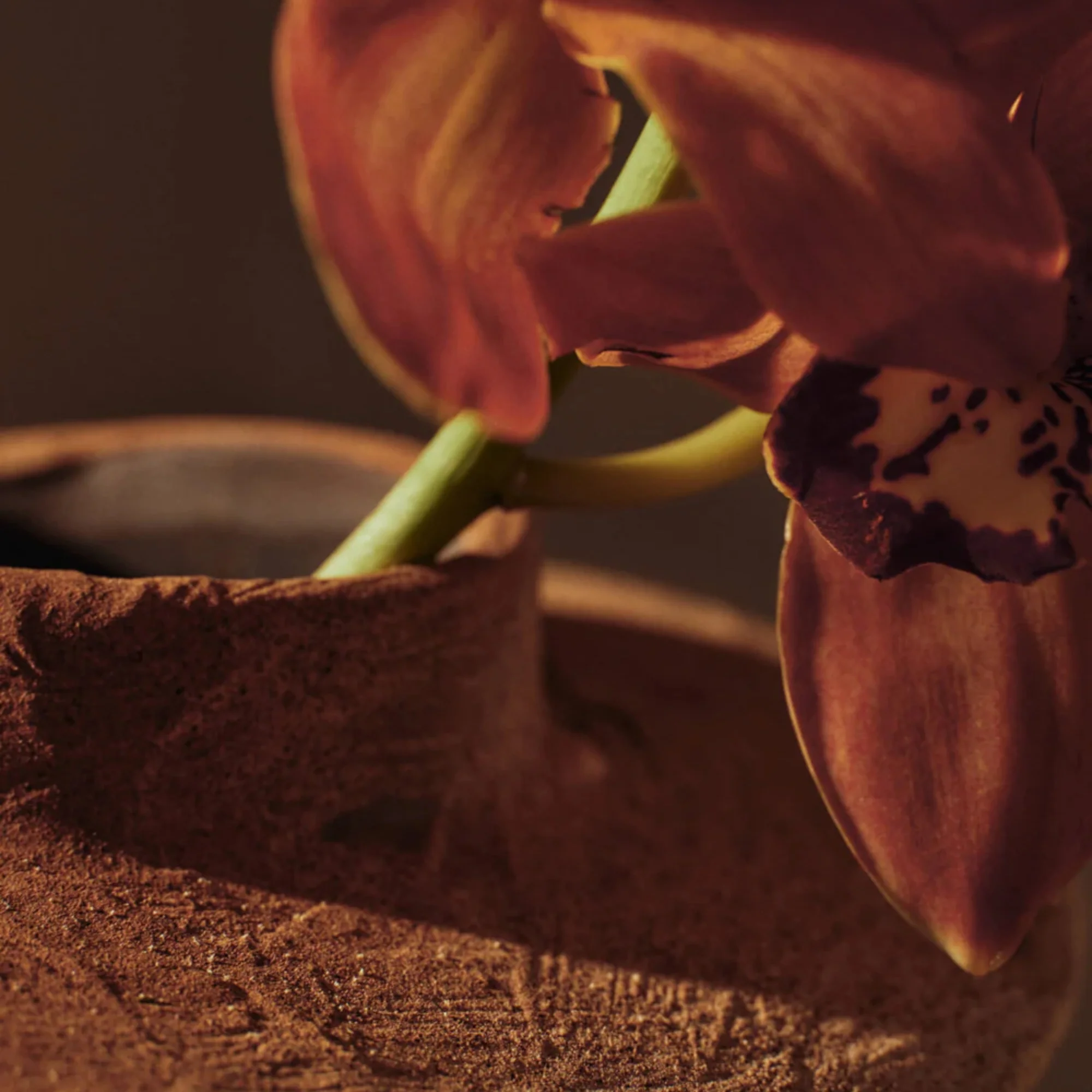 Evio Vase - Image 4